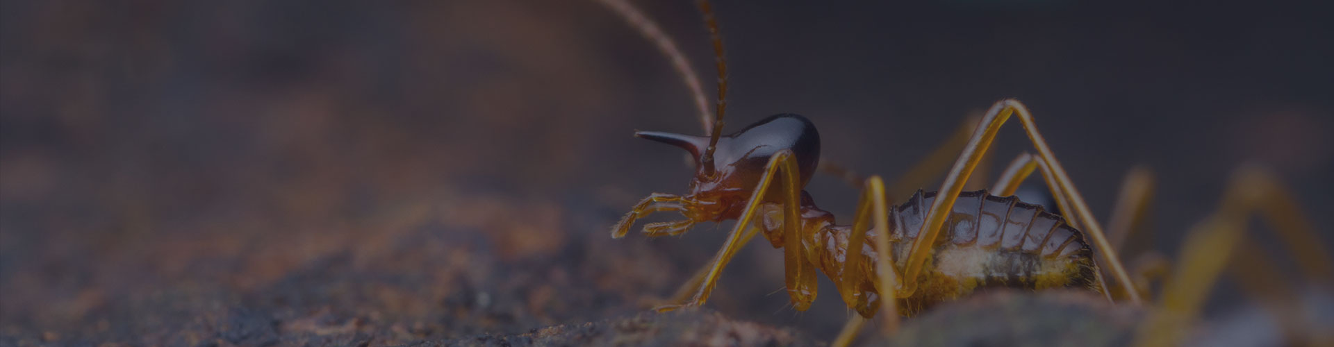 Ant Removal Treatment in Green Valley Pest Control Green Valley