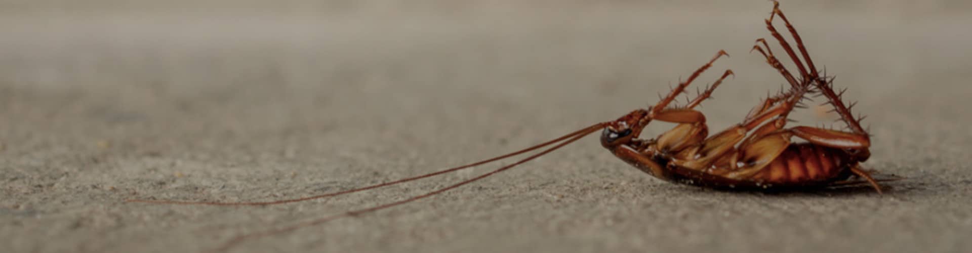 Cockroach Control Sydney