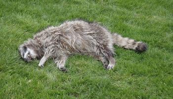 Hire Professionals for Dead Animal Removal