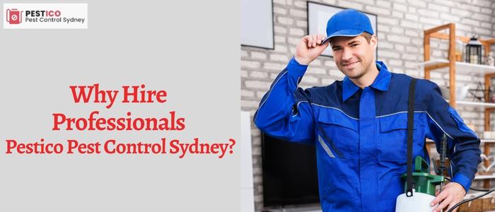 Why Hire Professionals Pestico Pest Control Sydney