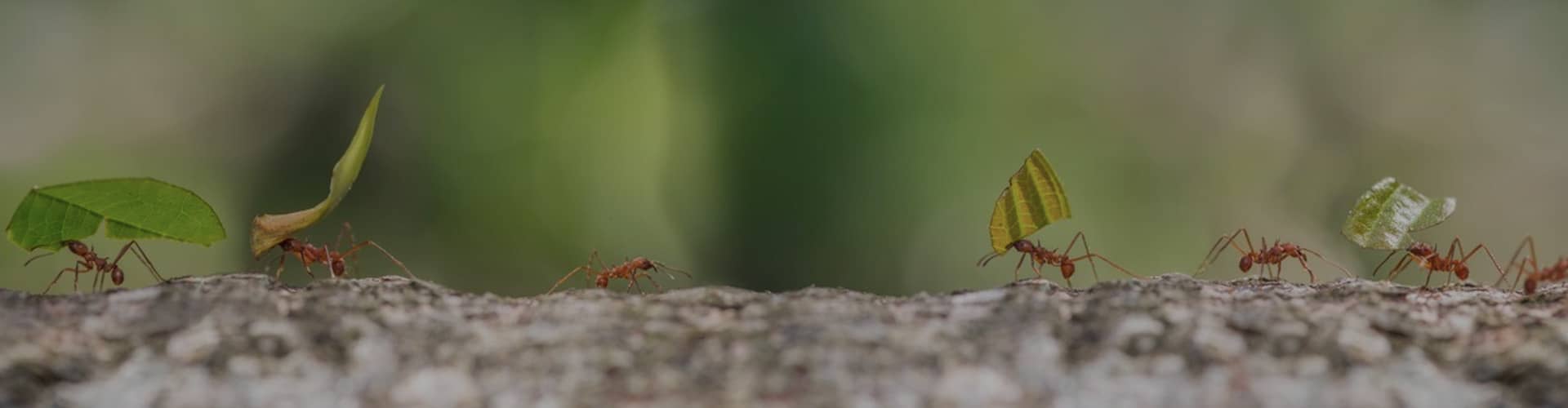 Ant Control Sydney