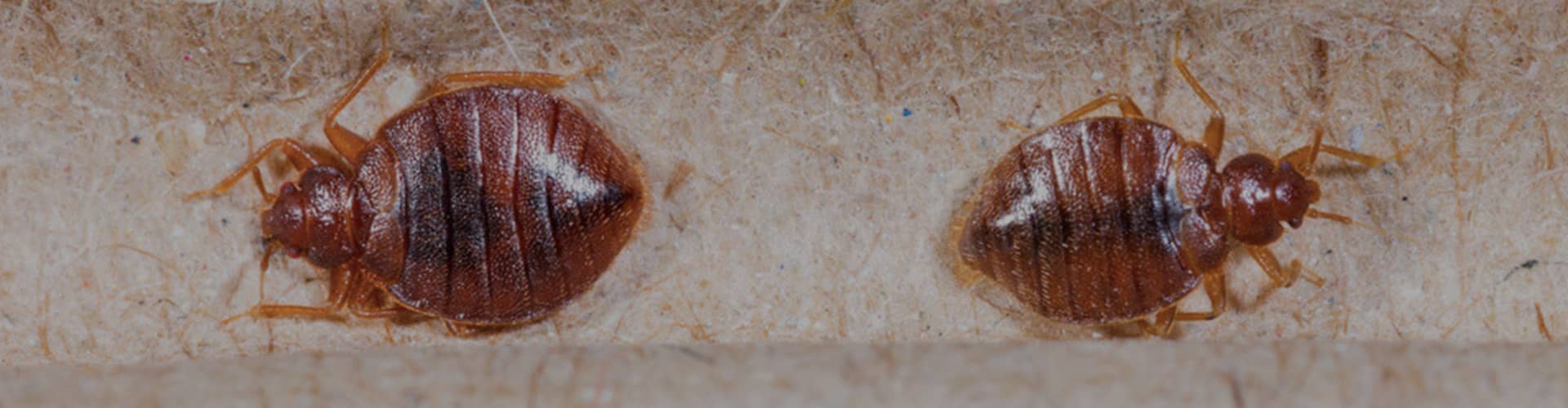 Bedbugs Control Sydney
