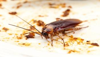 Importance of Cockroach Control