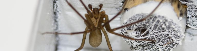spider control service